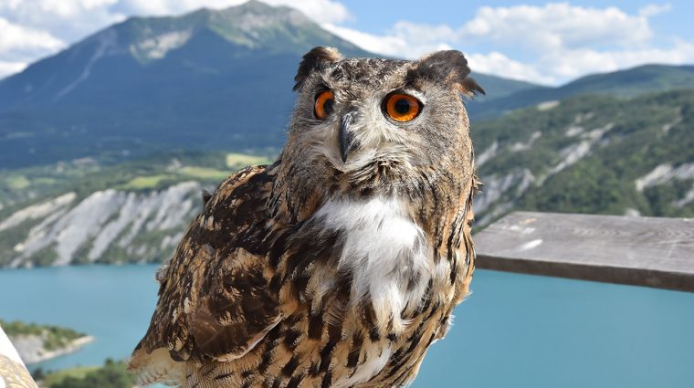 Parc Animalier Serre-Ponçon | Visite En Famille D'animaux serapportantà Jeux De Ferme Gratuit Avec Des Animaux