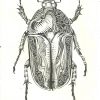 Pen Beetle - Sold | Scarabée, Dessin Scientifique, Dessin encequiconcerne Dessin Scarabée