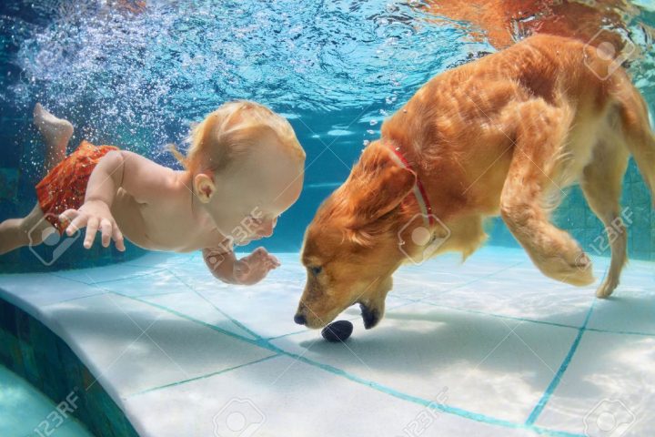 Petit Enfant Drôle De Jouer Avec Plaisir Et Former Labrador Golden  Retriever Chiot Dans La Piscine, Sauter Et Plonger Au Fond Sous-Marin. Jeux  D'eau encequiconcerne Jeux De Saut Dans L Eau