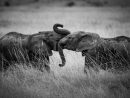 Photographie-Noir-Blanc-Animaux-Afrique-Safari-Photo tout Dessin Noir Et Blanc Animaux