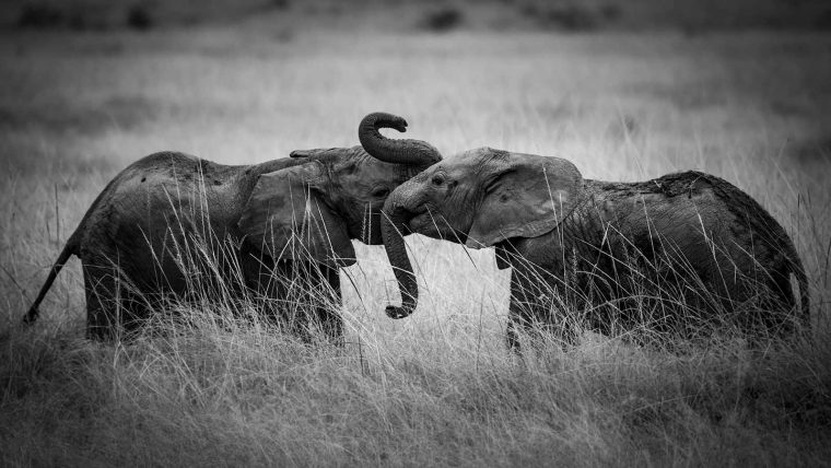 Photographie-Noir-Blanc-Animaux-Afrique-Safari-Photo tout Dessin Noir Et Blanc Animaux