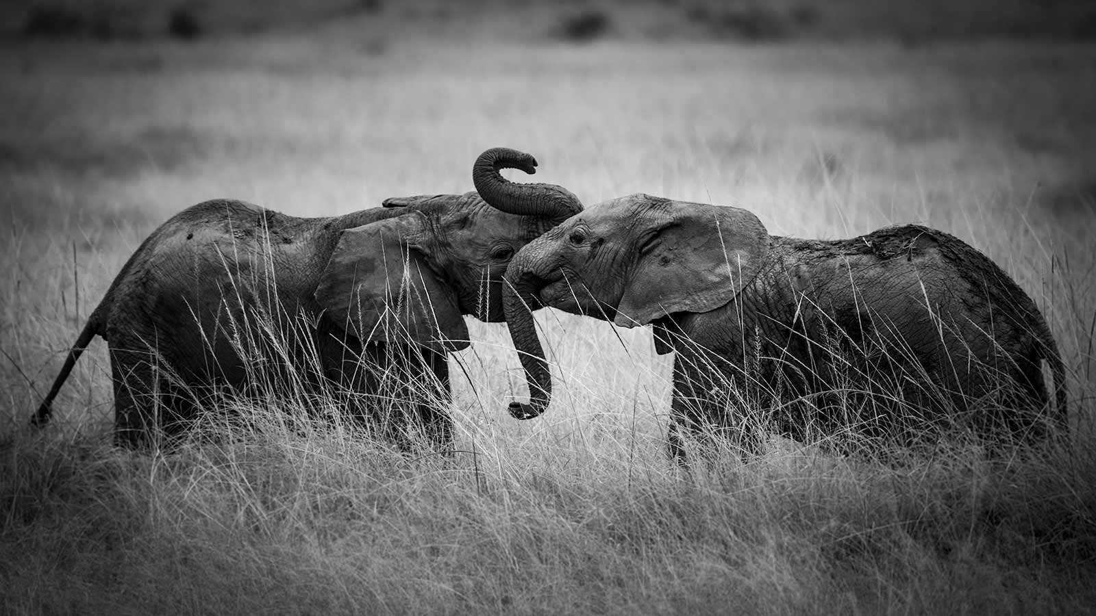 Photographie-Noir-Blanc-Animaux-Afrique-Safari-Photo tout Dessin Noir Et Blanc Animaux