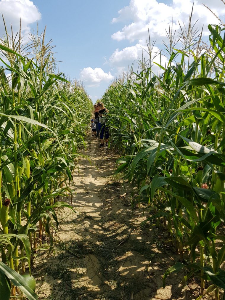 Photos | Photos. Breidenbach : Un Labyrinthe Au Milieu Des concernant Labyrinthe Difficile