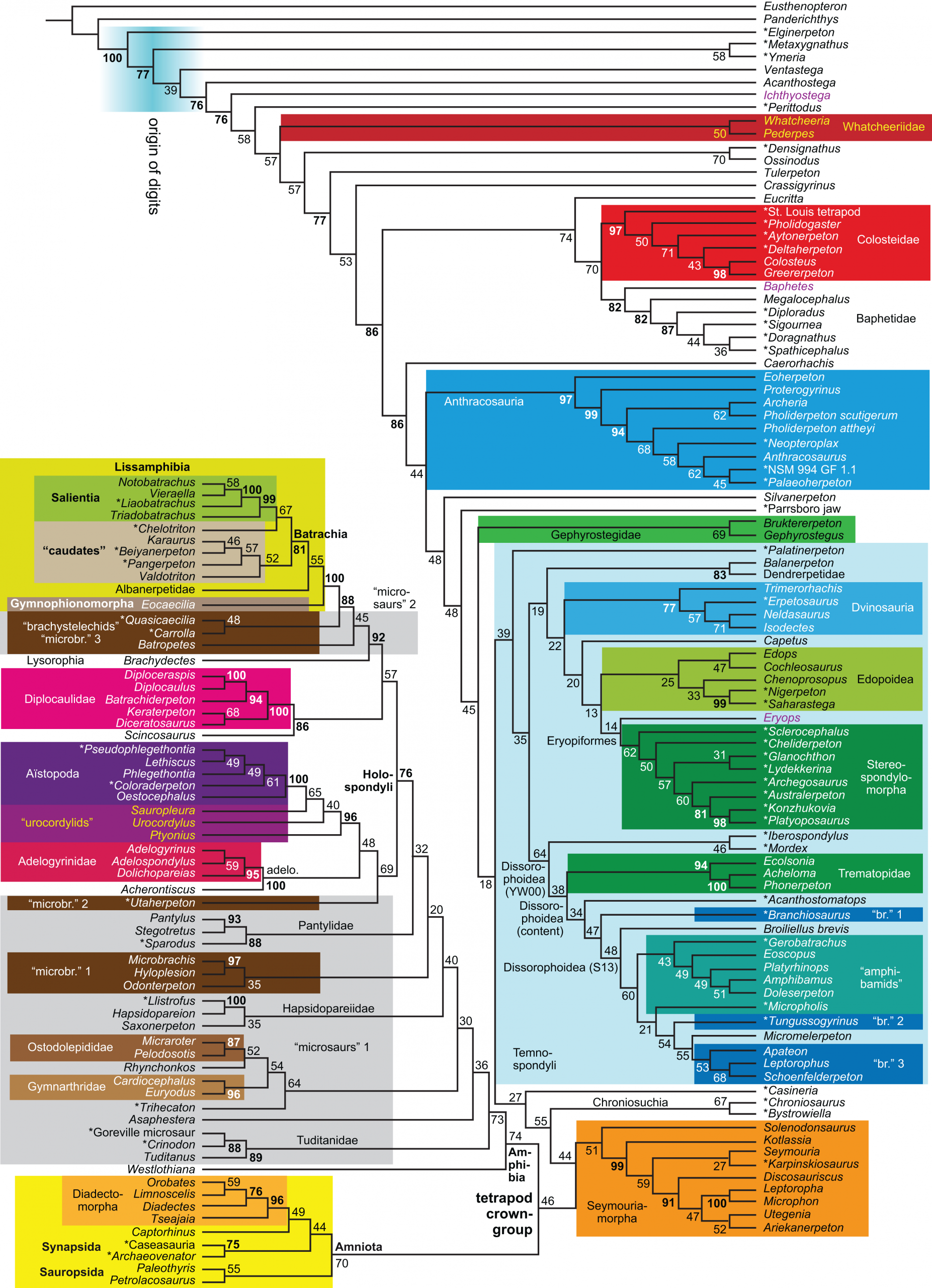 Phylogeny Of Paleozoic Limbed Vertebrates Reassessed Through concernant Revision Grande Section 