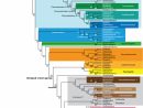 Phylogeny Of Paleozoic Limbed Vertebrates Reassessed Through pour Revision Grande Section