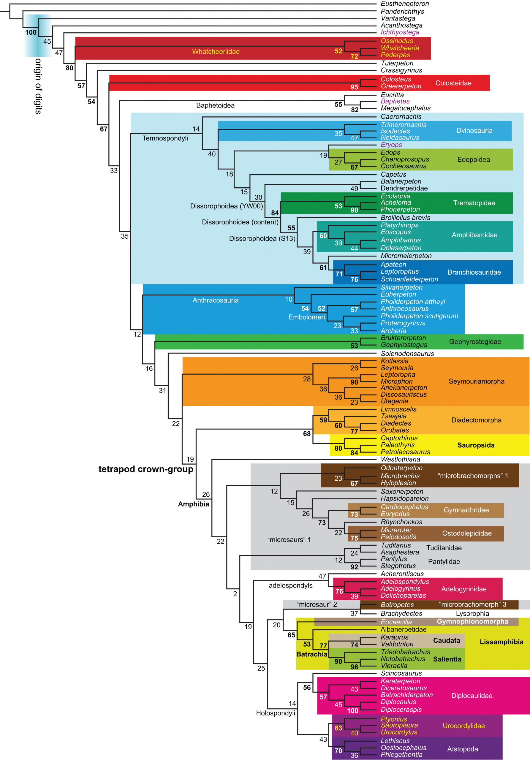 Phylogeny Of Paleozoic Limbed Vertebrates Reassessed Through pour Revision Grande Section 