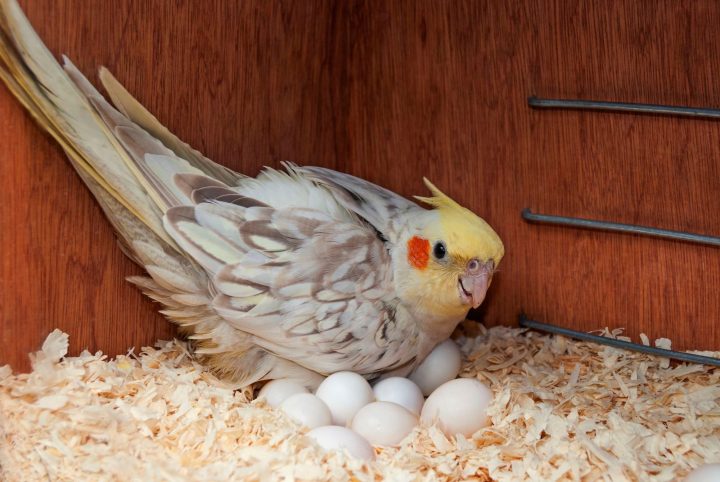 Ponte Chronique De L'oiseau – Doctissimo serapportantà Animaux Qui Pondent Des Oeufs