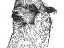 Portrait Réaliste De Lama Animal Sud-Américain Gravure De destiné Dessin Noir Et Blanc Animaux