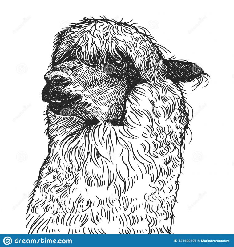 Portrait Réaliste De Lama Animal Sud-Américain Gravure De destiné Dessin Noir Et Blanc Animaux