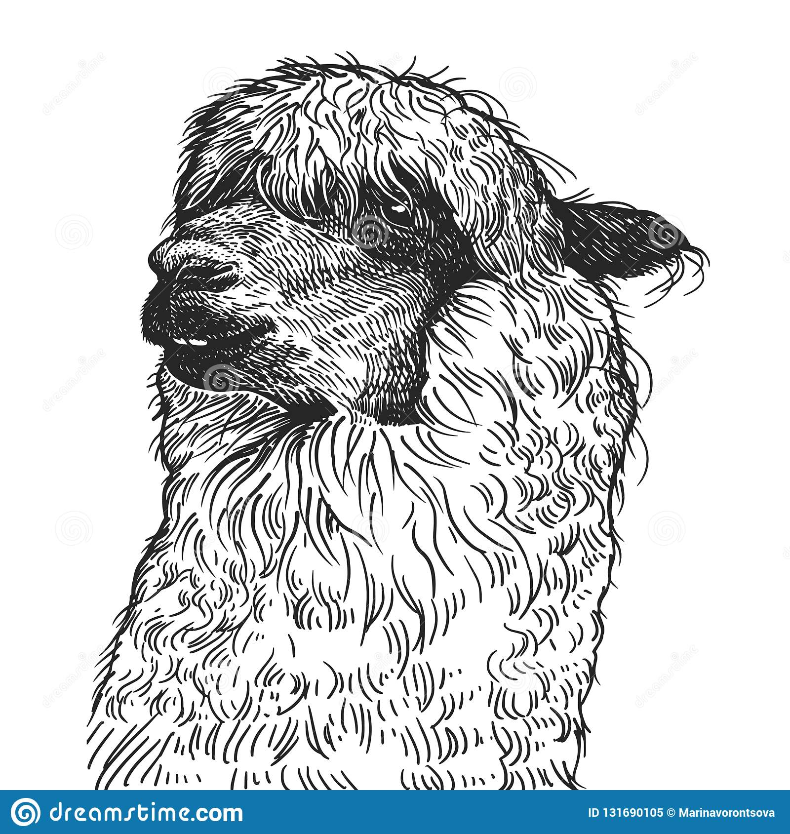 Portrait Réaliste De Lama Animal Sud-Américain Gravure De destiné Dessin Noir Et Blanc Animaux