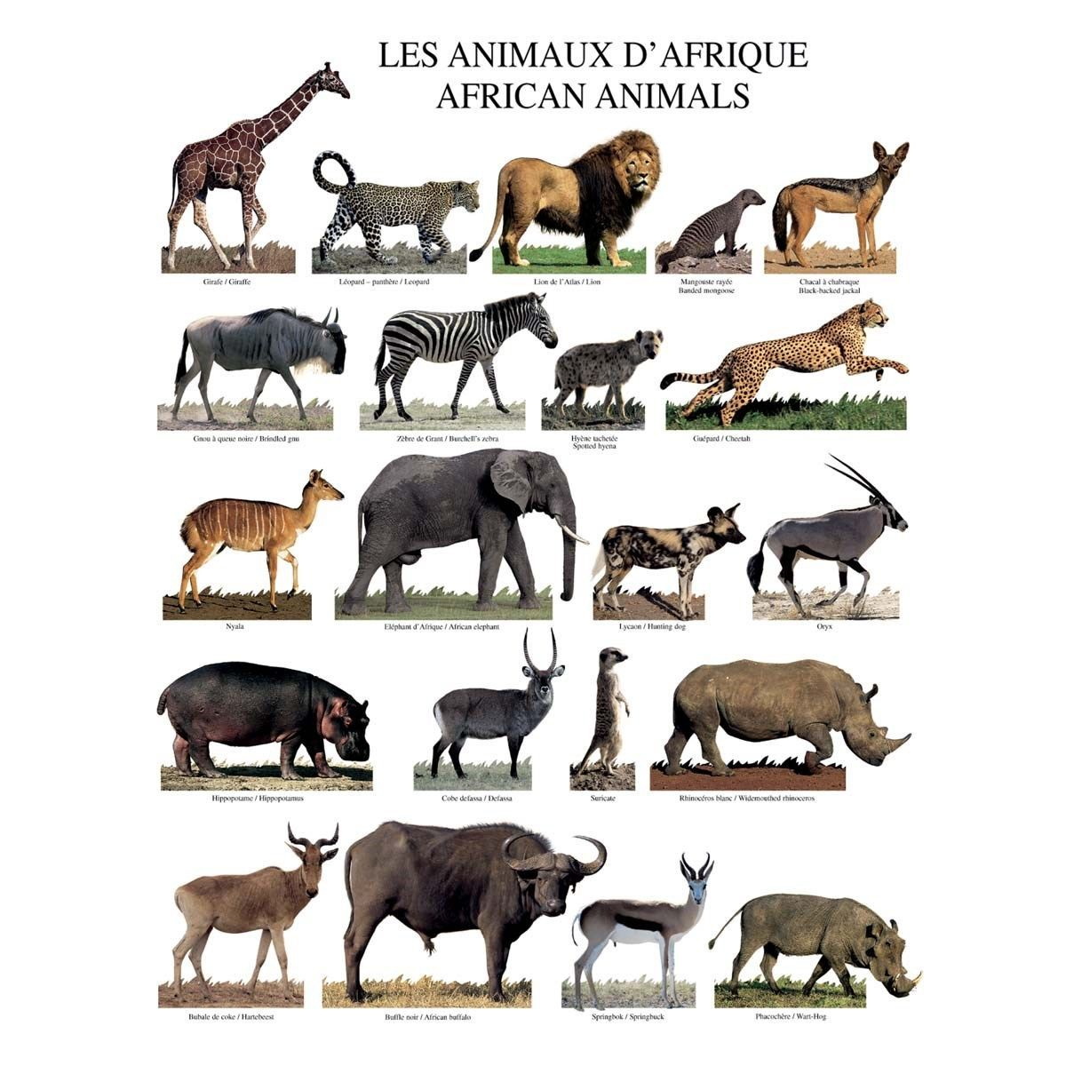 Poster Mural Affiche Les Animaux D Afrique - 40X50Cm concernant Les Animaux De L Afrique