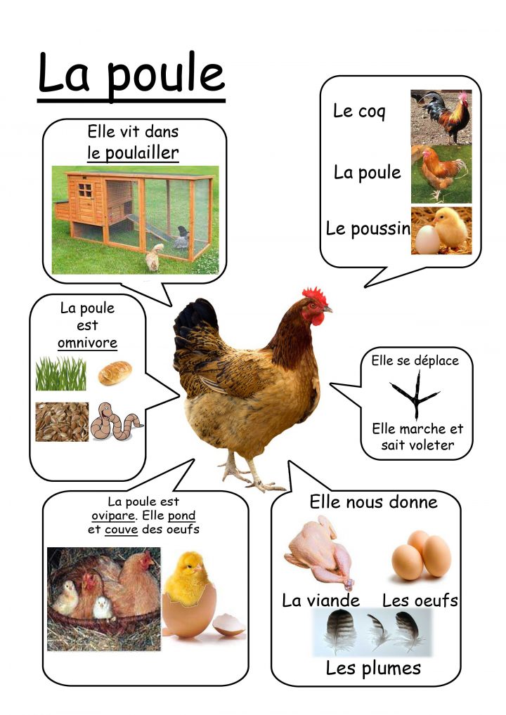 Poule – Animaux De La Ferme | Animaux De La Ferme pour Jeux D Animaux De La Ferme