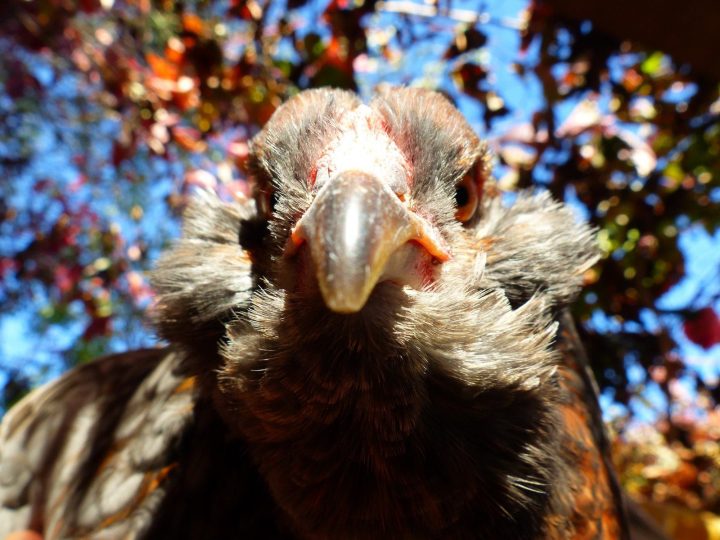 Poule Araucana Avec Toupet Poule De Race Poule Demi Naine dedans Animaux Qui Pondent Des Oeufs