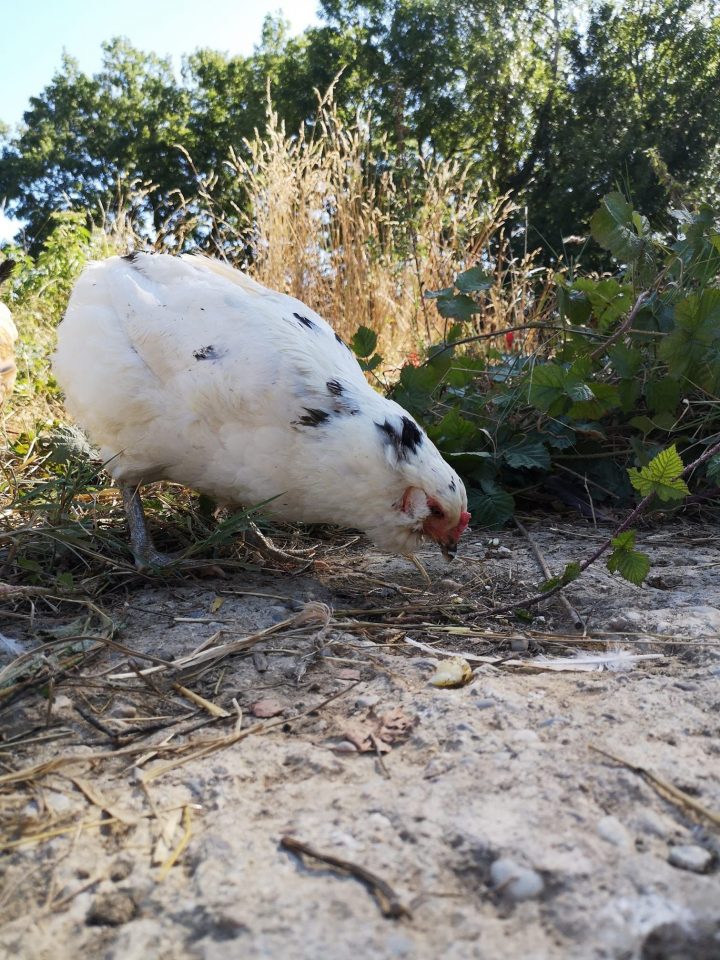 Poule Araucana Blanche Sans Toupet Poule De Race Poule Demi destiné Animaux Qui Pondent Des Oeufs