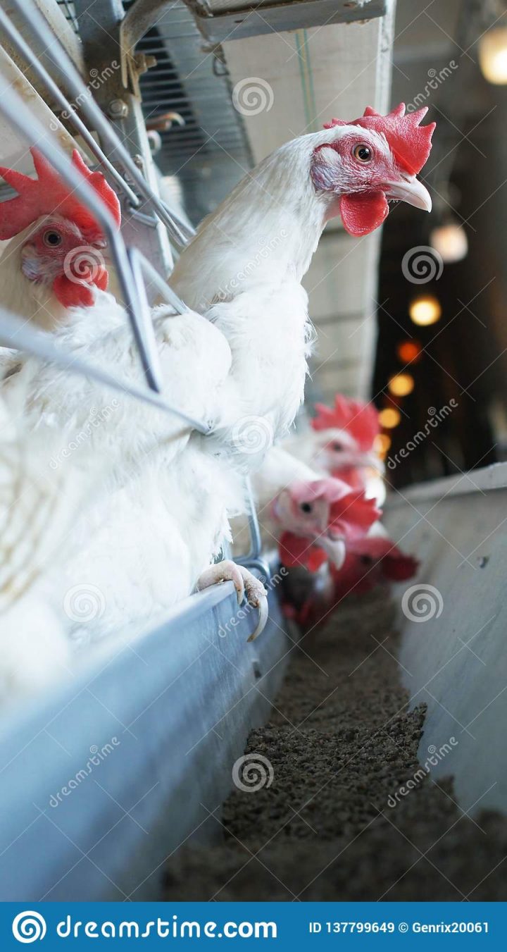 Poulets Blancs Qui Pondent Des Oeufs À Une Ferme Avicole à Animaux Qui Pondent Des Oeufs