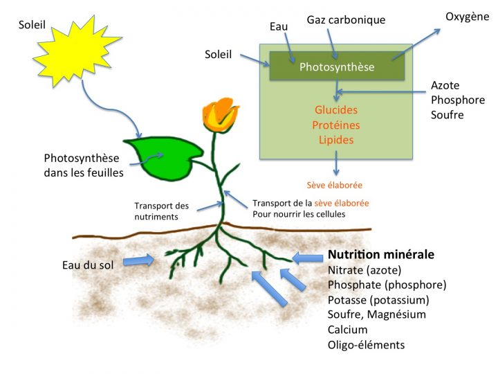 Pour De Belles Plantes Et Fleurs, Sachez Utiliser Les encequiconcerne Schéma D Une Fleur