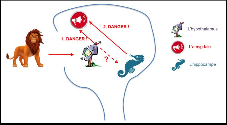 Pourquoi Le Cerveau De Votre Enfant Stressé Perd Ses Moyens tout Exercice Pour Enfant De 4 Ans