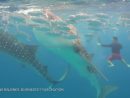 Pourquoi Les Requins-Baleines Suscitent-Ils La Fascination Des Touristes ? dedans Jeu De Societe Requin