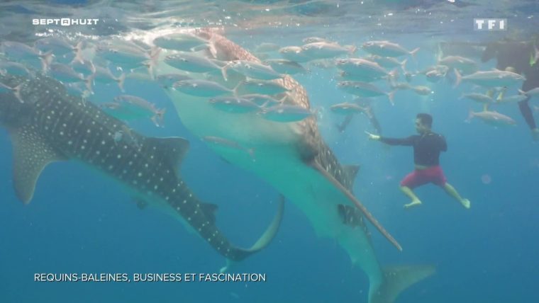 Pourquoi Les Requins-Baleines Suscitent-Ils La Fascination Des Touristes ? dedans Jeu De Societe Requin