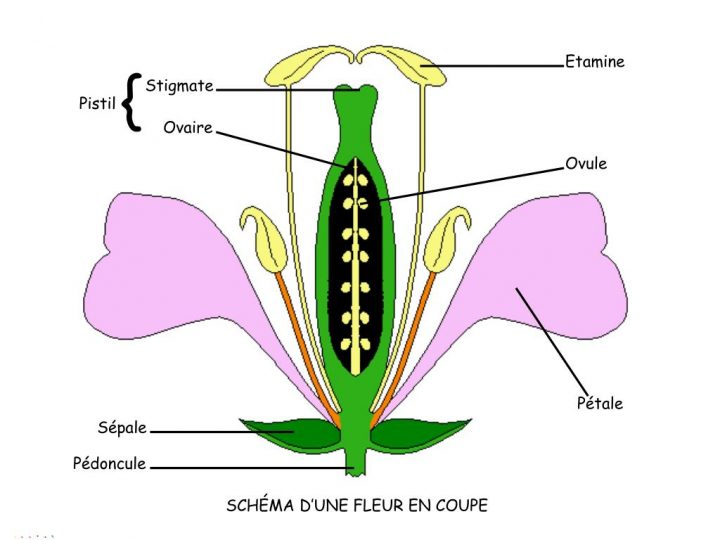 Ppt – Etamine Powerpoint Presentation, Free Download – Id:673461 à Schéma D Une Fleur