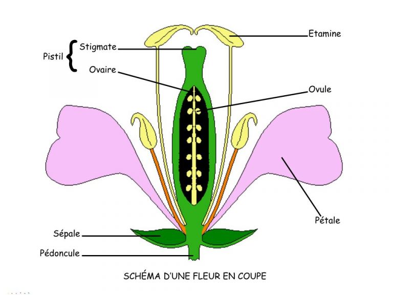 Schéma D Une Fleur - PrimaNYC.com