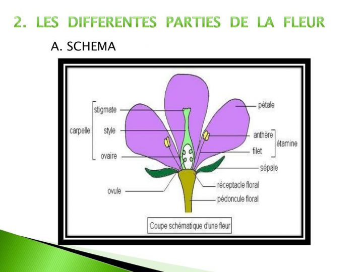 Ppt – La Fleur Powerpoint Presentation, Free Download – Id pour Schéma D Une Fleur