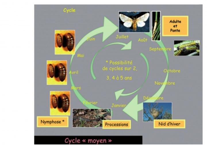 Processionnaire Du Pin – Maladie Arboricole concernant Cycle De Vie D Une Chenille