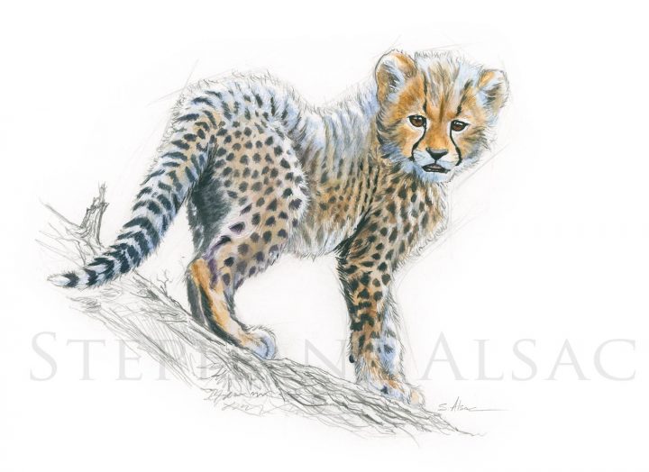 P'tit Guépard avec Guépard Dessin