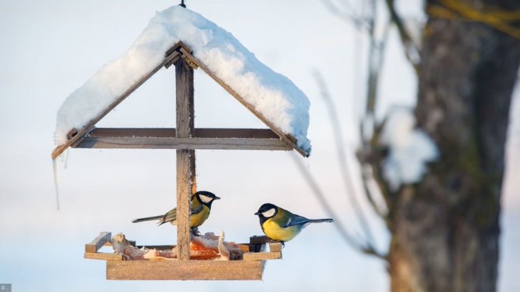 Puzzles Oiseaux En Hiver tout Jouer Aux Puzzles Gratuitement