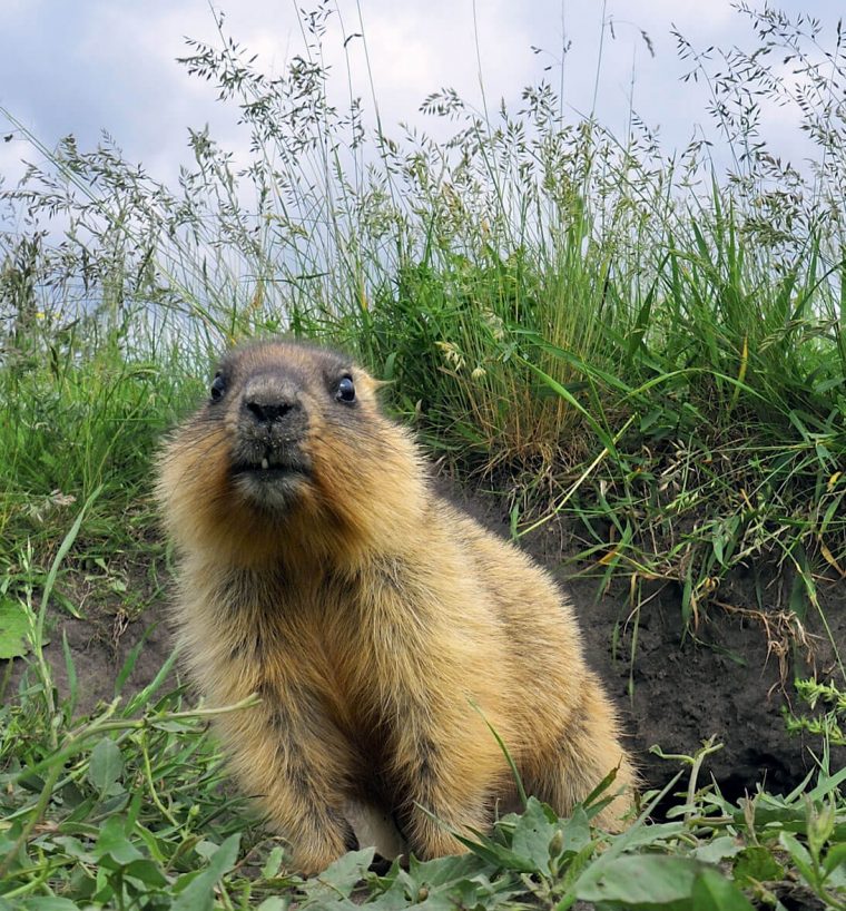 Quelle Est La Différence Entre Hiberner Et Hiverner ? dedans Les Animaux Qui Hivernent