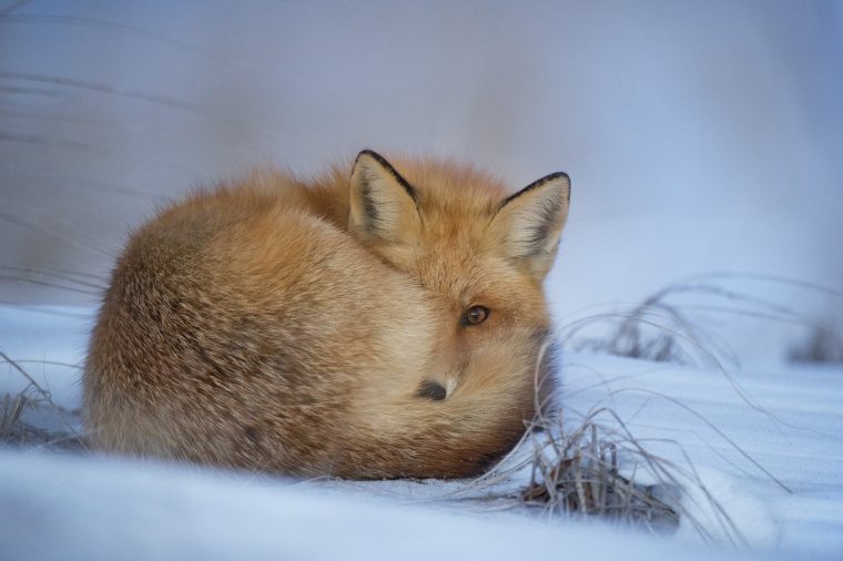 Quelle Est La Différence Entre Hiverner Et Hiberner ? dedans Les Animaux Qui Hivernent