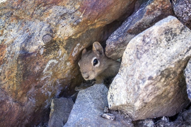 Quels Sont Les Animaux Qui Hibernent ? – Ça M'intéresse à Les Animaux Qui Hivernent