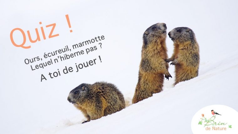 Quels Sont Les Animaux Qui Hibernent ? Découvrez Notre Quiz ! intérieur Les Animaux Qui Hivernent