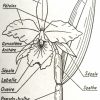 Qu'est-Ce Qu'une Orchidée ? | Sfo – Société Française D pour Schéma D Une Fleur