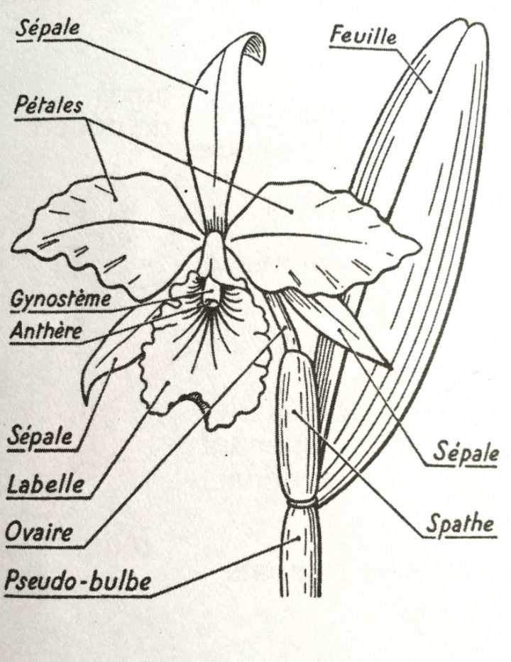 Qu'est-Ce Qu'une Orchidée ? | Sfo – Société Française D pour Schéma D Une Fleur