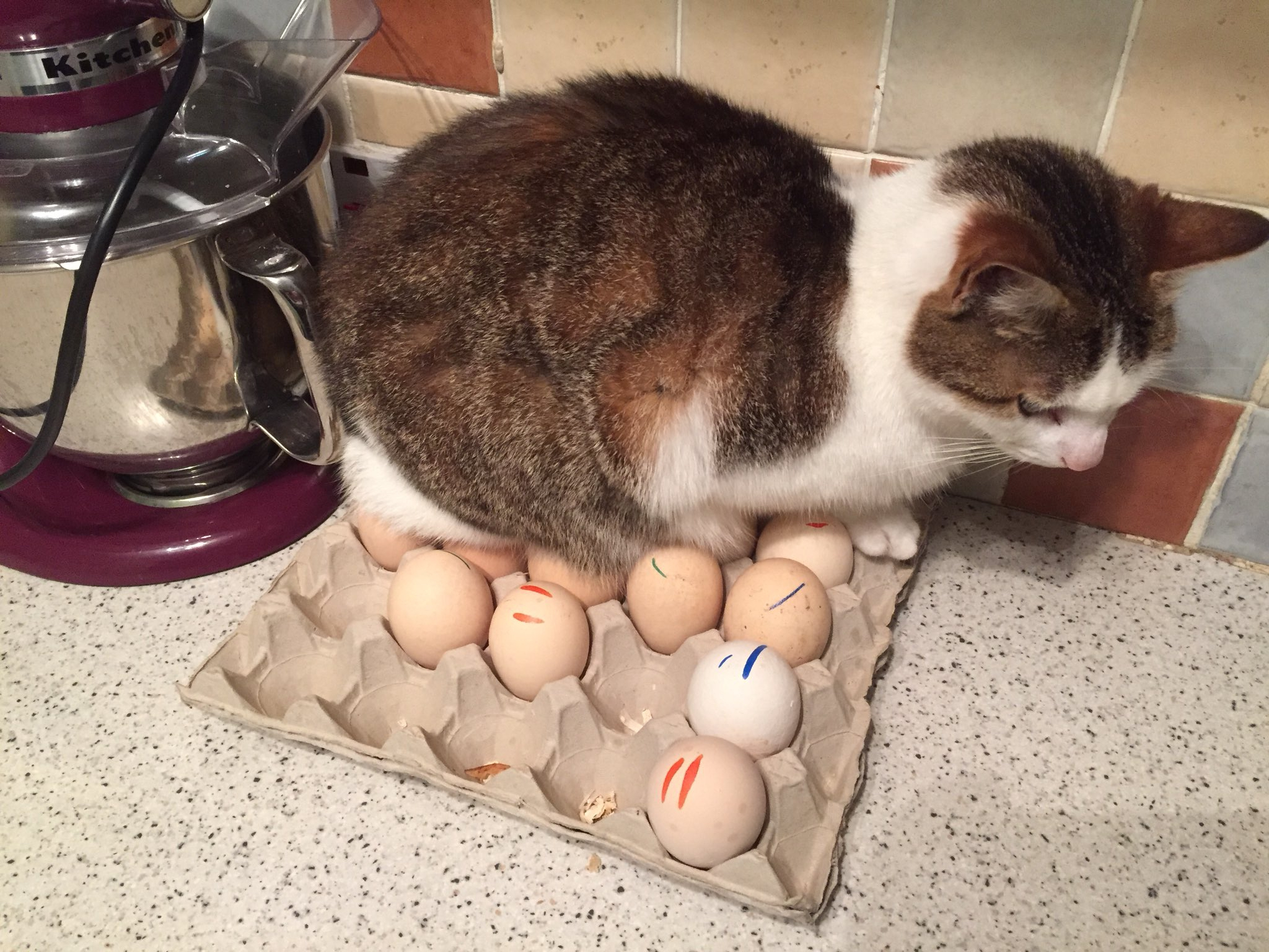 Qui, De L&amp;#039;œuf Ou De La Poule Est Le Premier? pour Animaux Qui Pondent Des Oeufs 