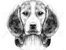 Race De Tête De Chien Beagle Croquis Graphiques Vectoriels Dessin Noir Et  Blanc intérieur Dessin Noir Et Blanc Animaux