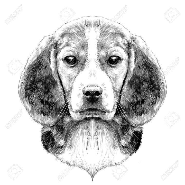 Race De Tête De Chien Beagle Croquis Graphiques Vectoriels Dessin Noir Et  Blanc intérieur Dessin Noir Et Blanc Animaux