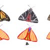 Réaliser Un Dessin De Papillon - Dessindigo serapportantà Papillon À Dessiner