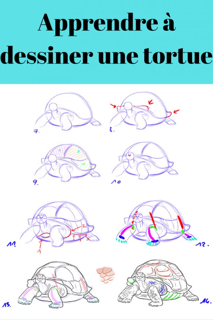 Réaliser Un Dessin De Tortue En 2020 | Dessin, Dessiner Tuto à Dessiner Une Tortue