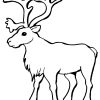 Reindeer Caribou Coloring Page | Free Printable Coloring avec Caribou Dessin