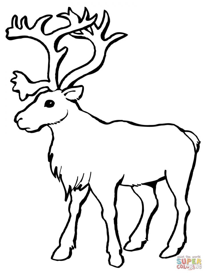 Reindeer Caribou Coloring Page | Free Printable Coloring avec Caribou Dessin