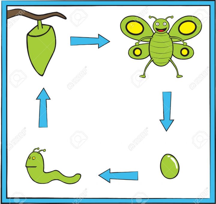 Représenter Le Cycle De Vie Du Papillon D'un Oeuf Dans Une Verte Mignonne  De Papillon pour Cycle De Vie D Une Chenille