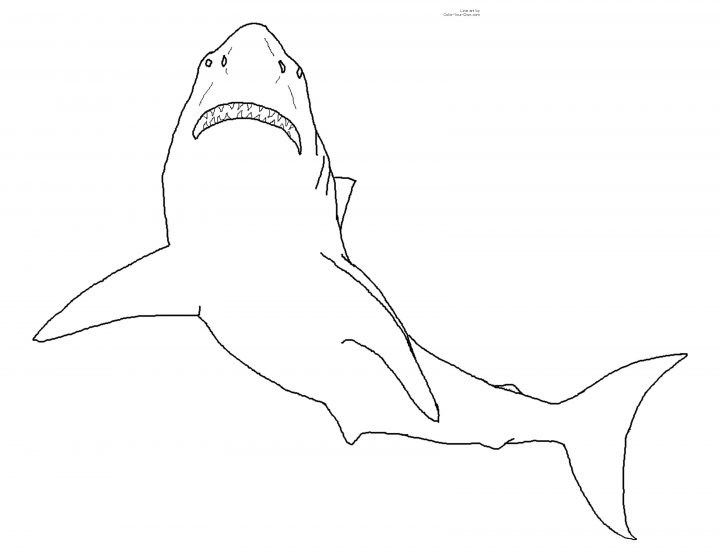 Requin #11 (Animaux) – Coloriages À Imprimer à Coloriage Requin Blanc Imprimer