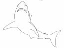 Requin #11 (Animaux) – Coloriages À Imprimer à Dessin De Requin À Imprimer