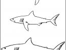 Requin #14 (Animaux) – Coloriages À Imprimer destiné Dessin De Requin À Imprimer