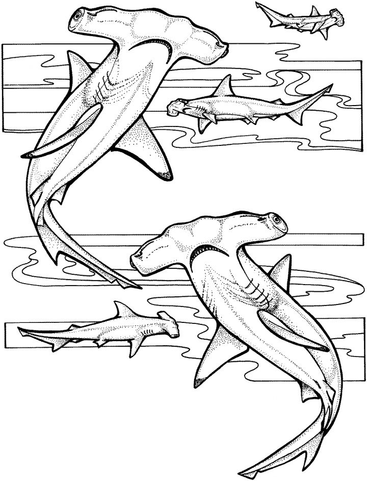 Requin #36 (Animaux) – Coloriages À Imprimer avec Coloriage Requin Blanc Imprimer