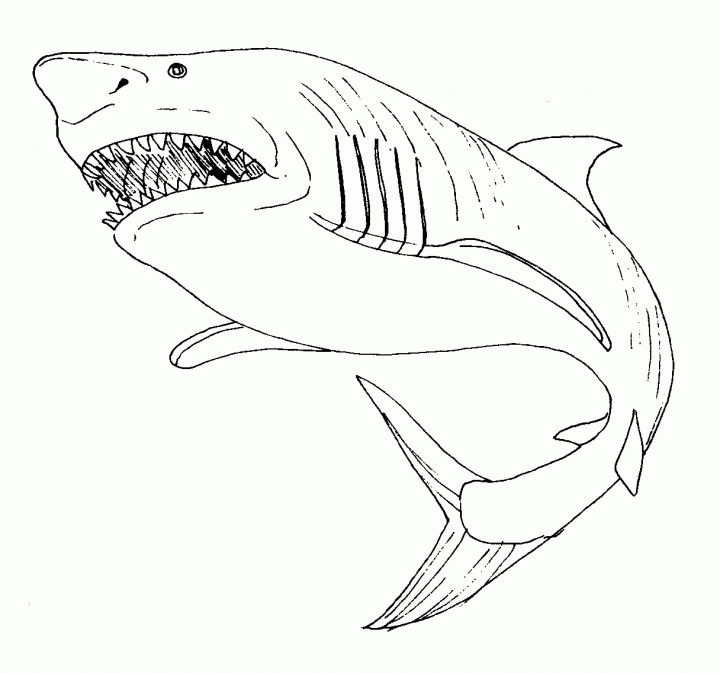 Requin #58 (Animaux) – Coloriages À Imprimer encequiconcerne Coloriage Requin Blanc Imprimer