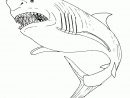 Requin #58 (Animaux) – Coloriages À Imprimer tout Dessin De Requin À Imprimer