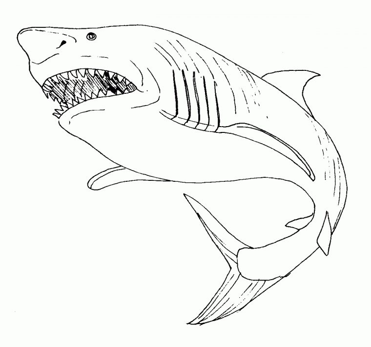 Requin #58 (Animaux) – Coloriages À Imprimer tout Dessin De Requin À Imprimer